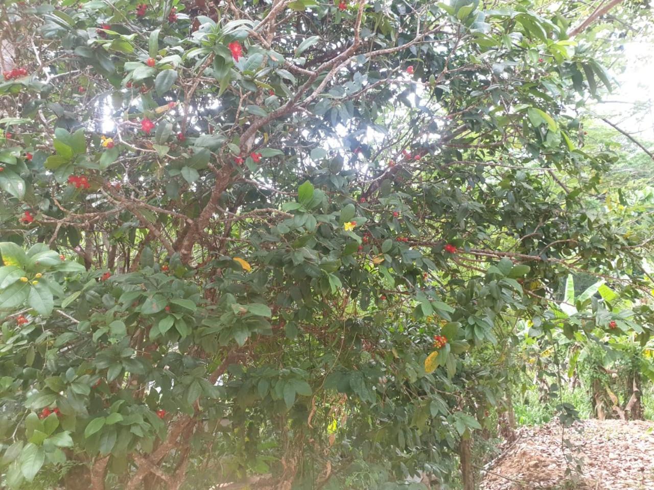 Dillenia Canopy 米瑞莎 外观 照片