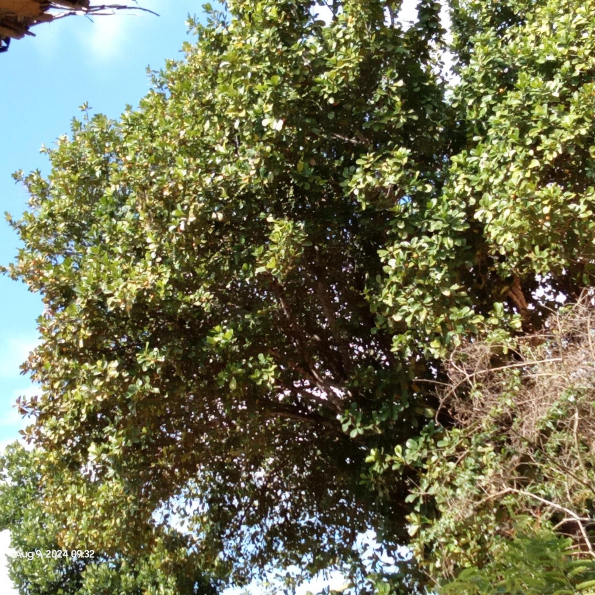 Dillenia Canopy 米瑞莎 外观 照片